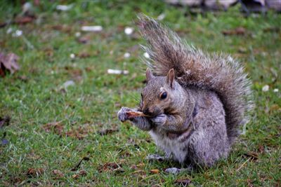 Squirrel on field