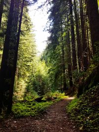 Footpath passing through forest