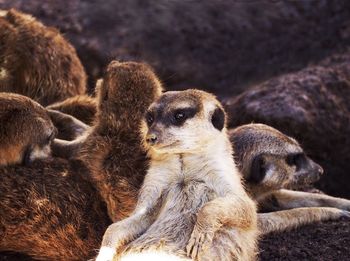 Meerkats at zoo