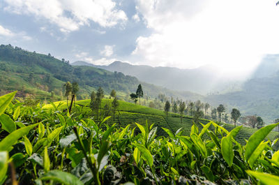 High angle view of tea crops plantation against sky