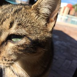 Close-up of a cat looking away