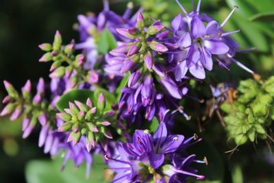 Close-up of purple flowering plant