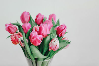 Close-up of pink flowers against white background