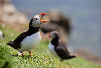 Fratercula puffin in saltee island ireland. in the process of migration 