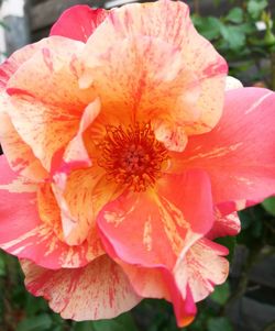 Close-up of flower blooming outdoors