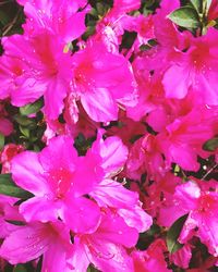 Close-up of pink flowers