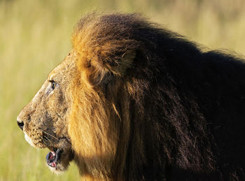 Close-up of a cat looking away