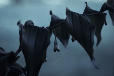 Close-up of wilted flowers