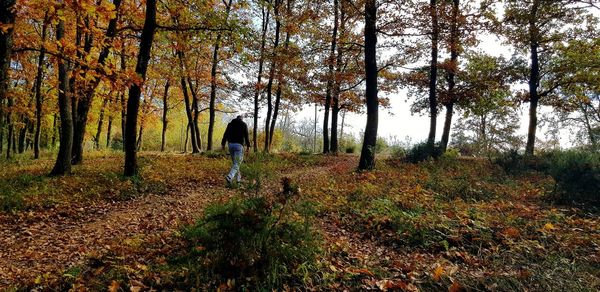 Rear view of person walking on autumn leaves in forest