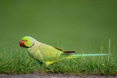 Close-up of a parrot on a field