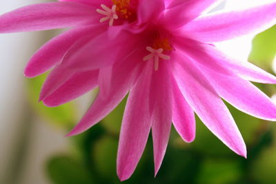 Close-up of pink flower blooming outdoors