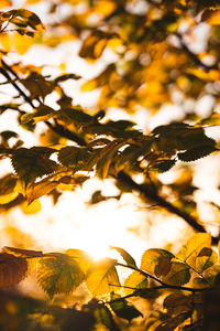 Close-up of leaves on tree during autumn