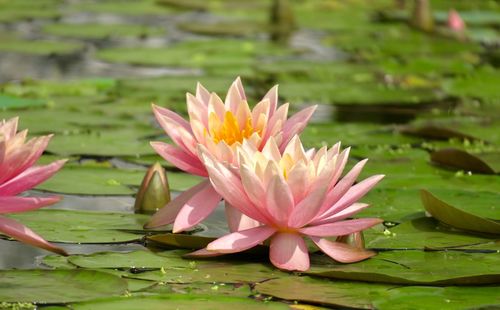 Pink lotus water lily in lake