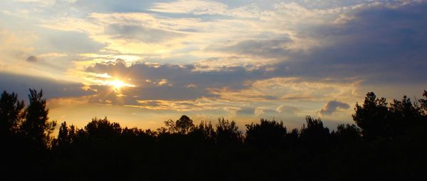 Silhouette trees in forest against sky at sunset