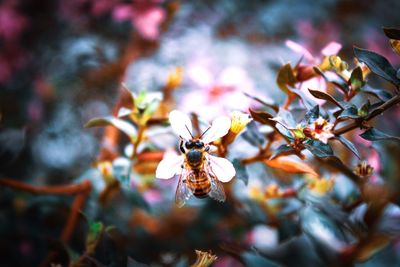 Close-up of bee on flower