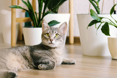 A beautiful gray cat lies on the floor in an apartment against a background of green indoor flowers