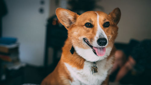 Close-up portrait of dog sticking out tongue