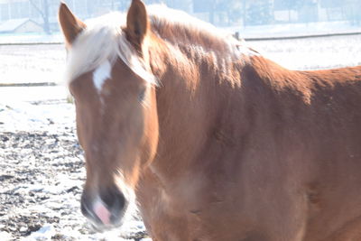 Close-up of horse standing outdoors