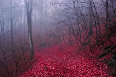 View of bare trees in forest