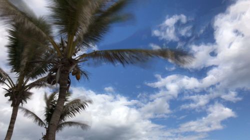 Low angle view of palm tree against sky