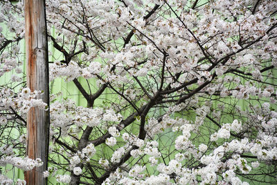 White flowers blooming on tree