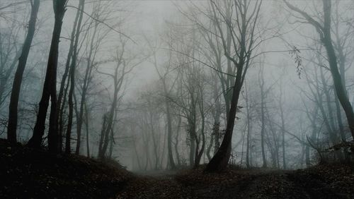 Trees in forest during foggy weather