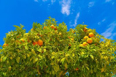 Low angle view of oranges growing on tree against sky