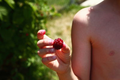 Close-up of hand holding re berry