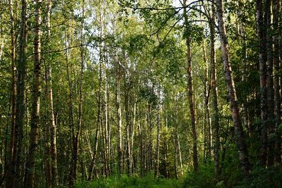 Trees in forest