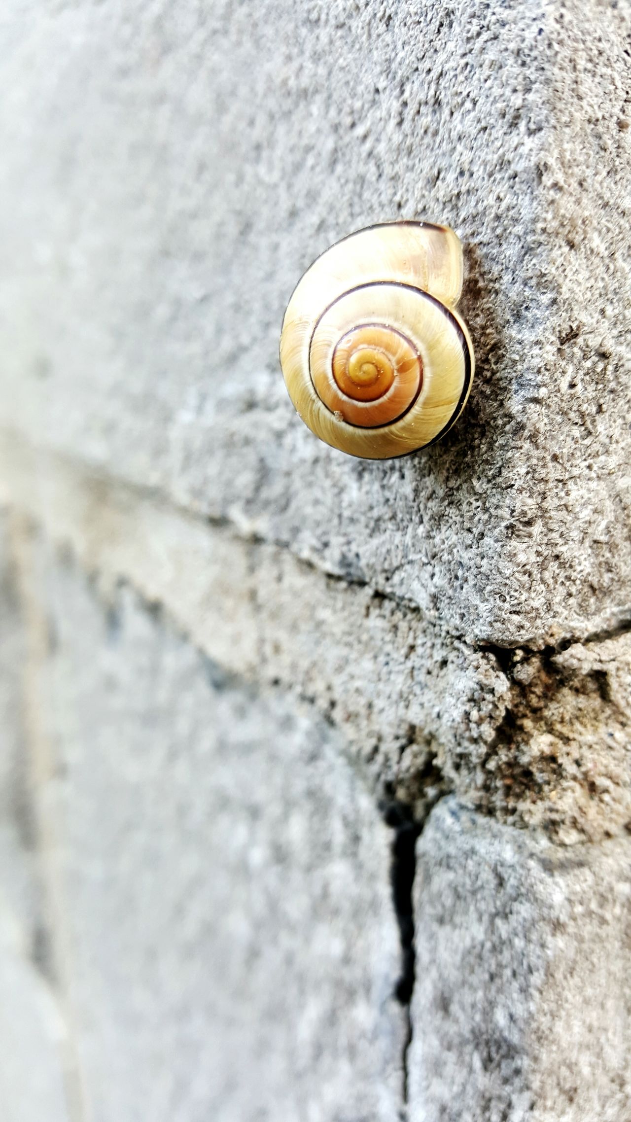 Close-up textured detail wall - building feature snail full frame