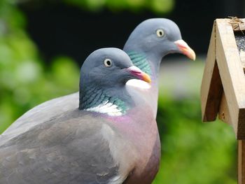 Close-up of bird perching outdoors