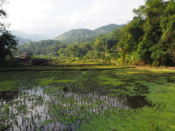 Scenic view of agricultural field against sky