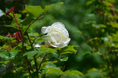 Close-up of white rose blooming outdoors