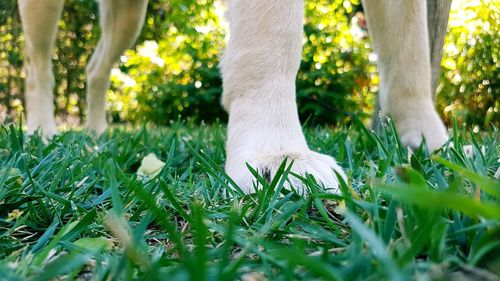 Low section of man on grass