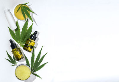 High angle view of yellow flowering plant against white background