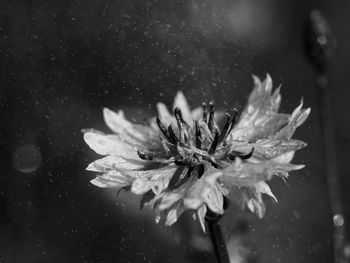 Close-up of raindrops on flower