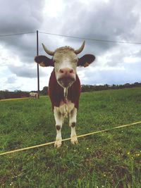 Portrait of a horse on field