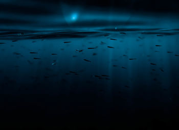 Flock of birds in sea