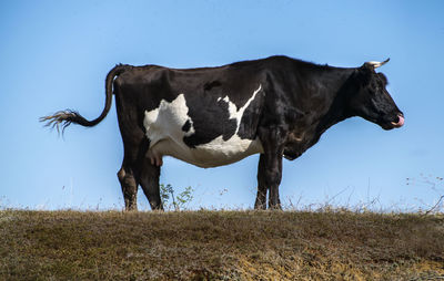 View of a horse on field