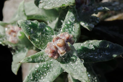 Close-up of raindrops on leaves during winter