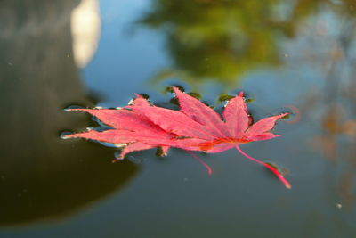 Close-up of red maple leaves floating on water