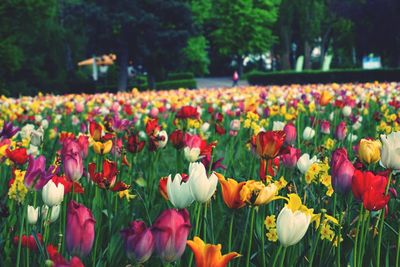 Close-up of multi colored tulips blooming on field