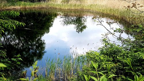 Reflection of trees in lake