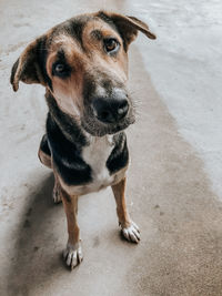 High angle portrait of dog standing outdoors