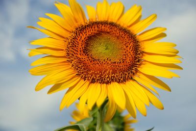 Close-up of sunflower