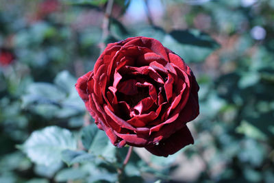 Close-up of red rose