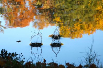 High angle view of insect on lake