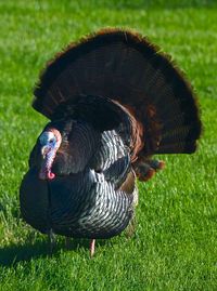 Close-up of bird on field