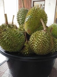 Close-up of cactus growing in pot