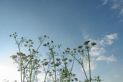 Low angle view of flowering plant against blue sky